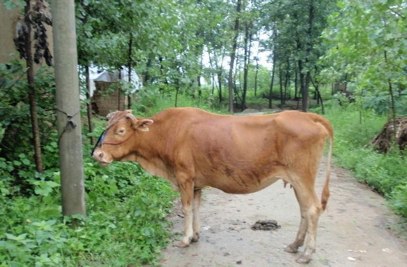 嘉峪关最新求一个套医保卡的黄牛是真的吗方法分析(最方便真实的嘉峪关求一个套医保卡的黄牛是真的吗还是假的方法)