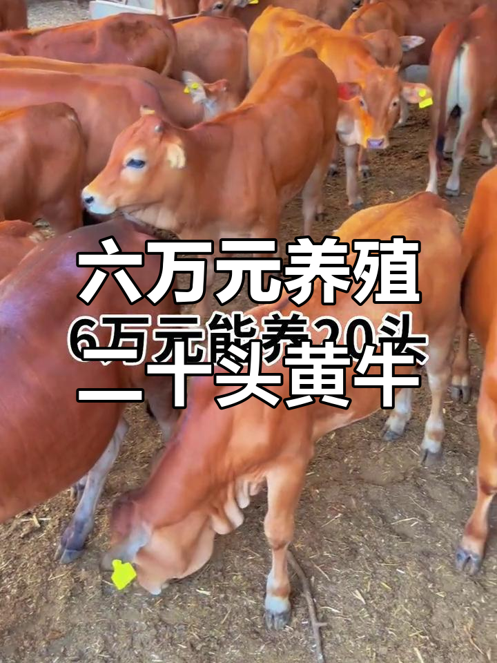 嘉峪关最新线上套医保的黄牛是真的吗方法分析(最方便真实的嘉峪关线上套医保的黄牛是真的吗能报销吗方法)